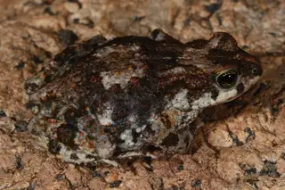 Sapo pigmeu Poyntonophrynus pachnodes