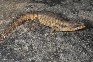 Lagarto-Espinhoso de N’Dolondolo, Cordylus phonolithos