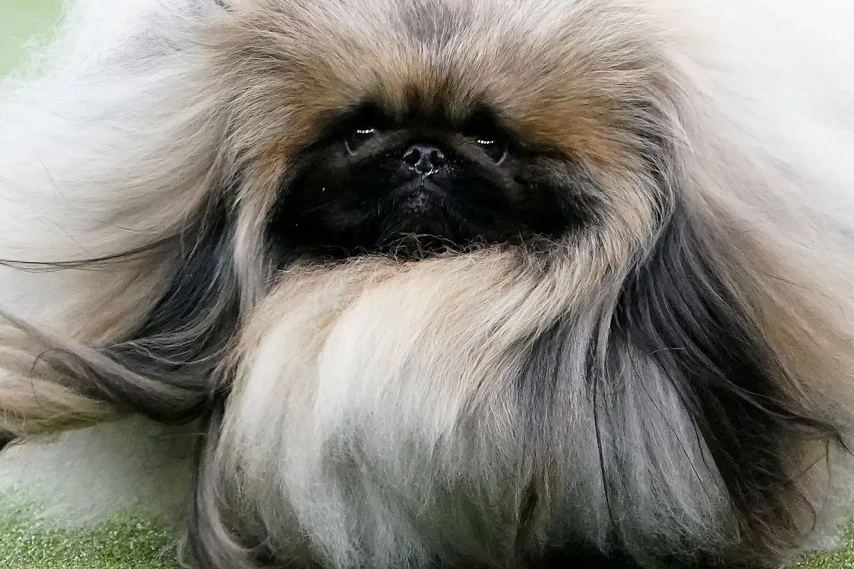 Um pequinês no evento de cães Westminster Kennel Club, em Nova Iorque, EUA.