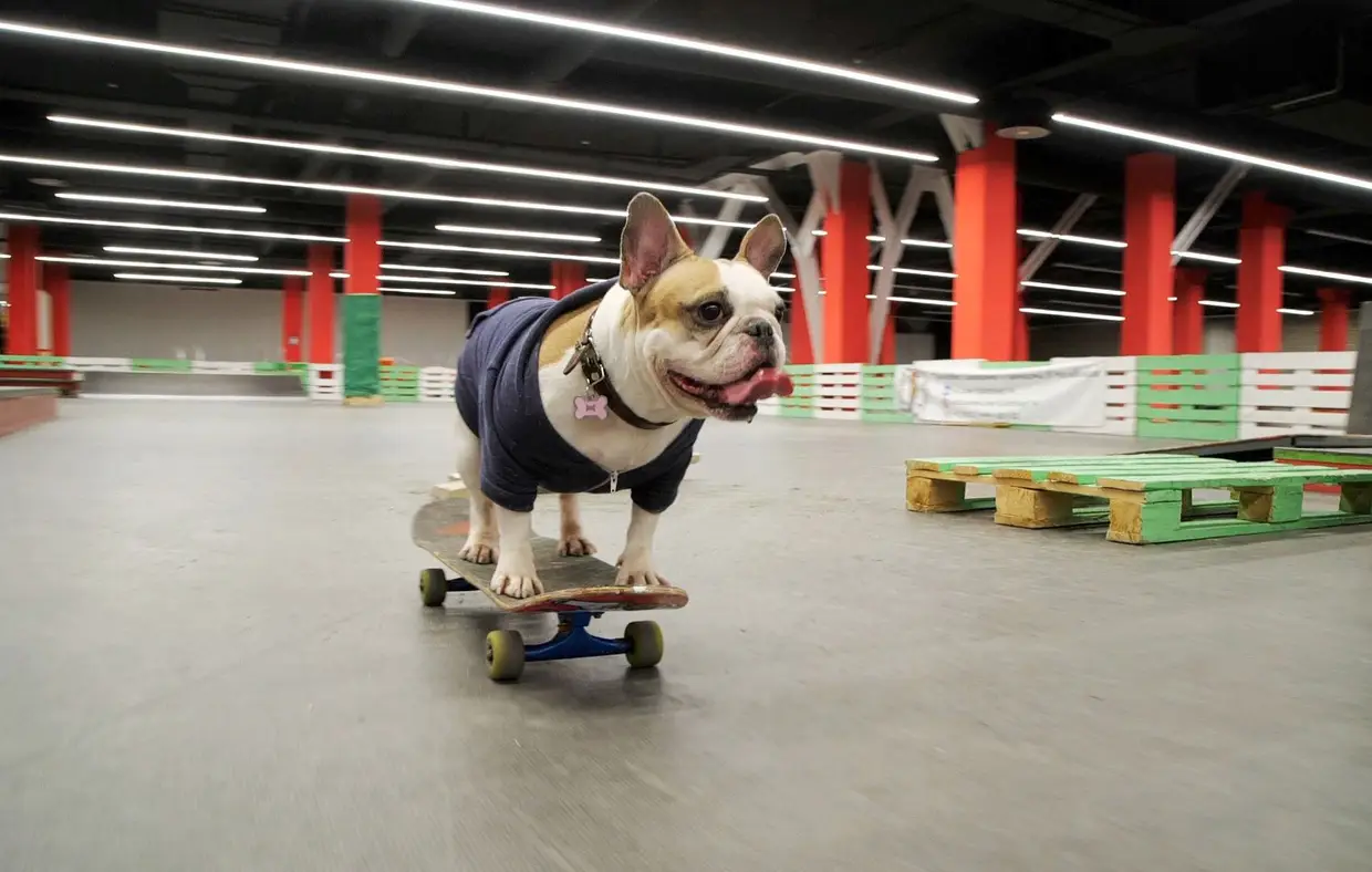 Um bulldog francês que se tornou uma sensação na internet com os seus dotes de skate, Chelyabinsk, Rússia.