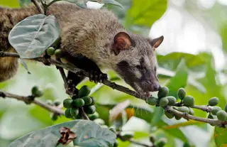 Civeta