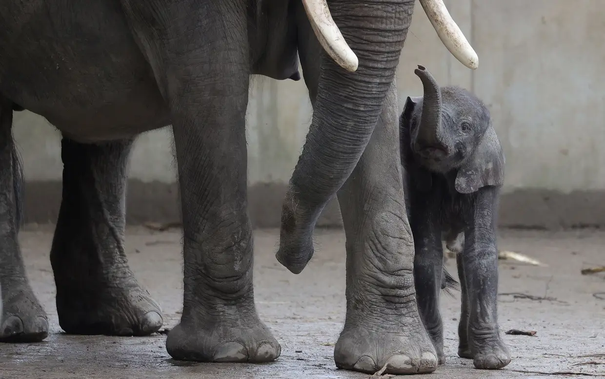 Uma cria de elefante no Jardim Zoológico de Wuppertal, Alemanha.