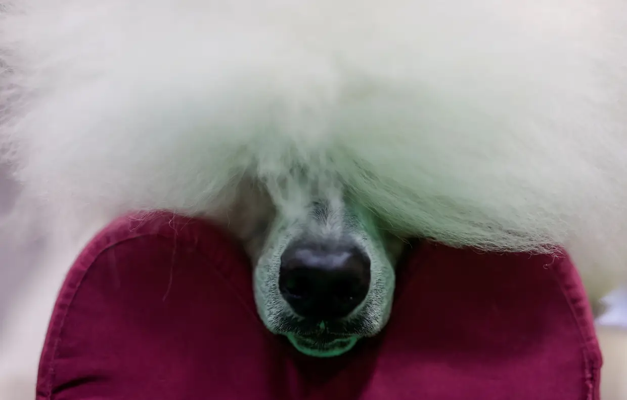 Um concurso de cães em Birmingham, Inglaterra.