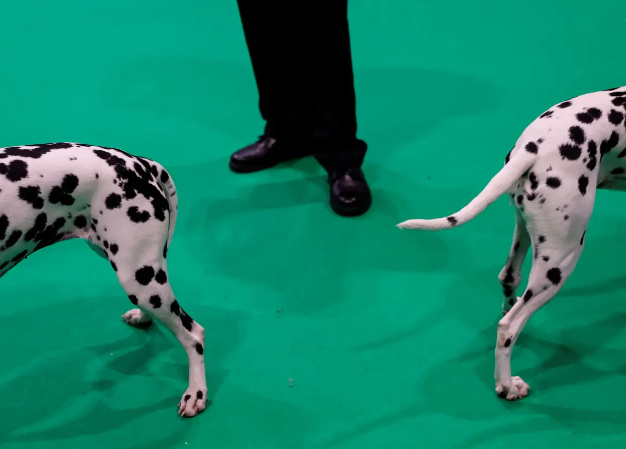 Um concurso de cães em Birmingham, Inglaterra.