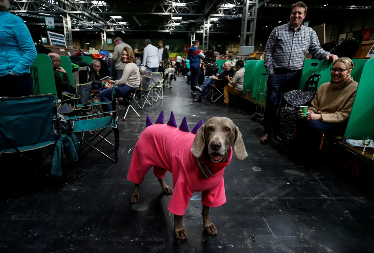 Um concurso de cães em Birmingham, Inglaterra.