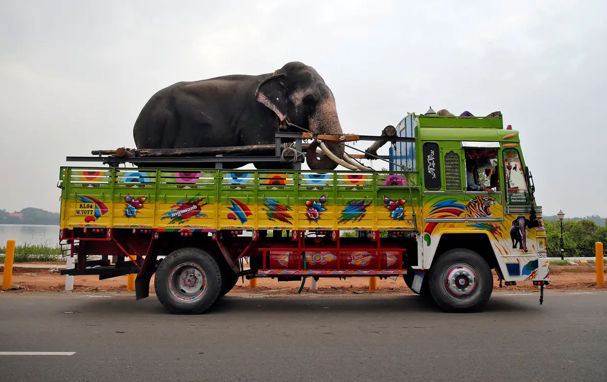 Um elefante é transportado para o festival anual de Kochi, na Índia.