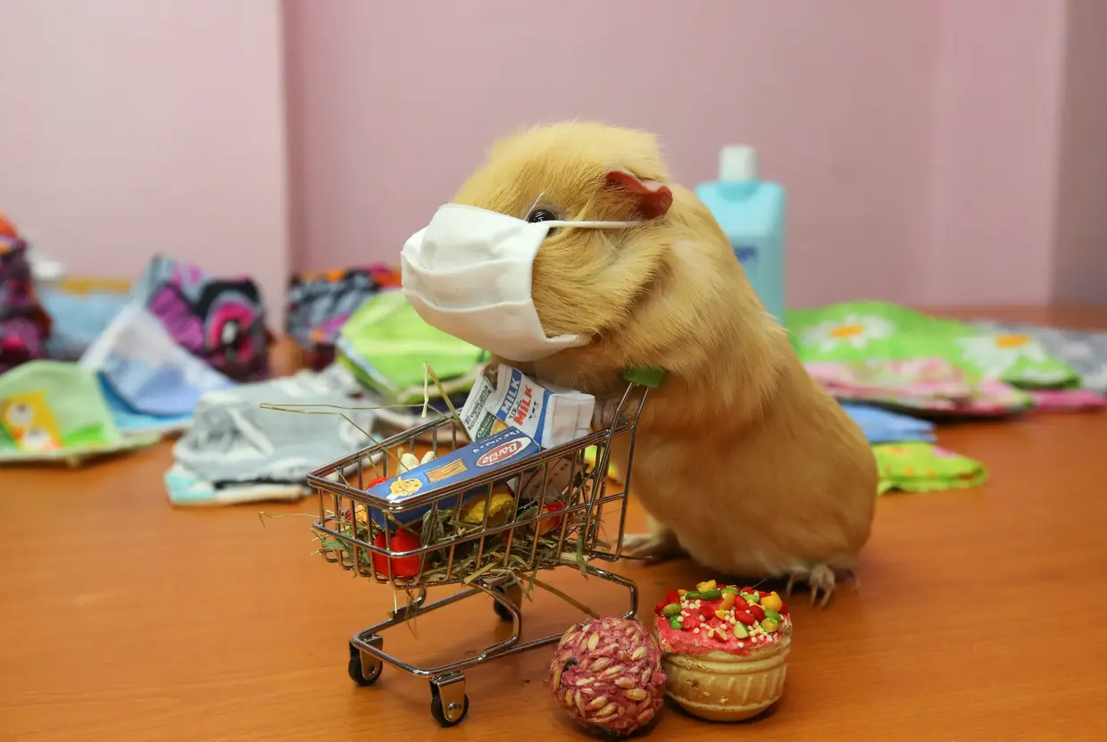 Um porquinho-da-índia de estimação de uma empresa na Ucrânia utiliza uma máscara de proteção enquanto empurra um carrinho de compras em miniatura.
