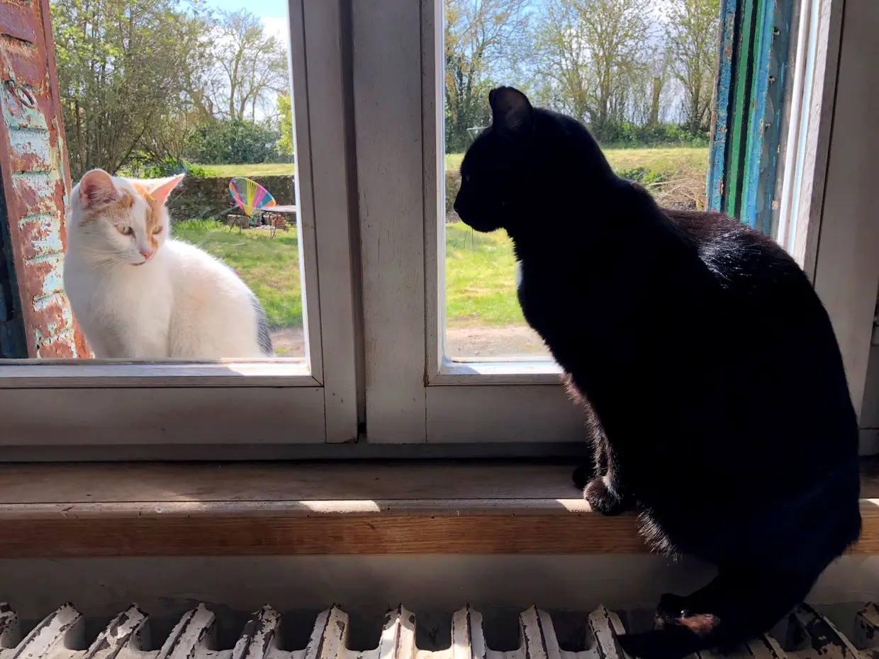 Um gato de estimação observa outro gato sentado do lado de fora da janela de uma casa em Blécourt, França.