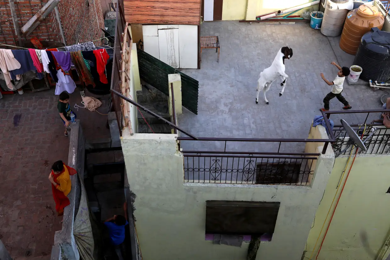 Criança brinca com uma cabra no telhado nos bairros antigos de Deli, Índia