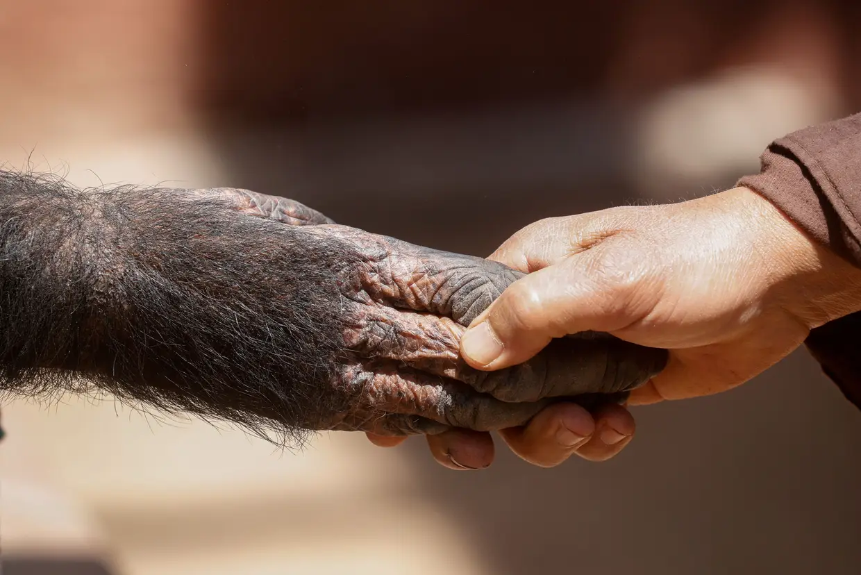 Guarda do zoológico de Gizé dá a mão ao chimpanzé chamado Jolia nos arredores do Cairo, Egito