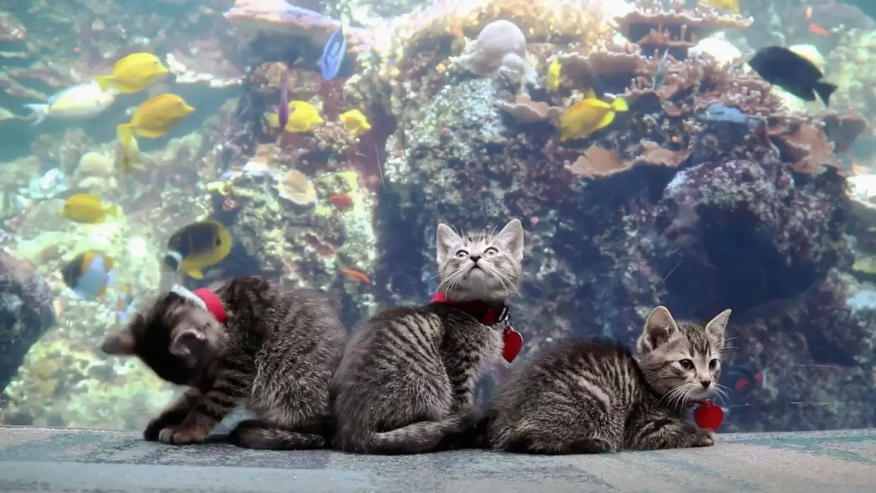 Gatos de um abrigo no Georgia Aquarium em Atlanta, Geórgia, EUA
