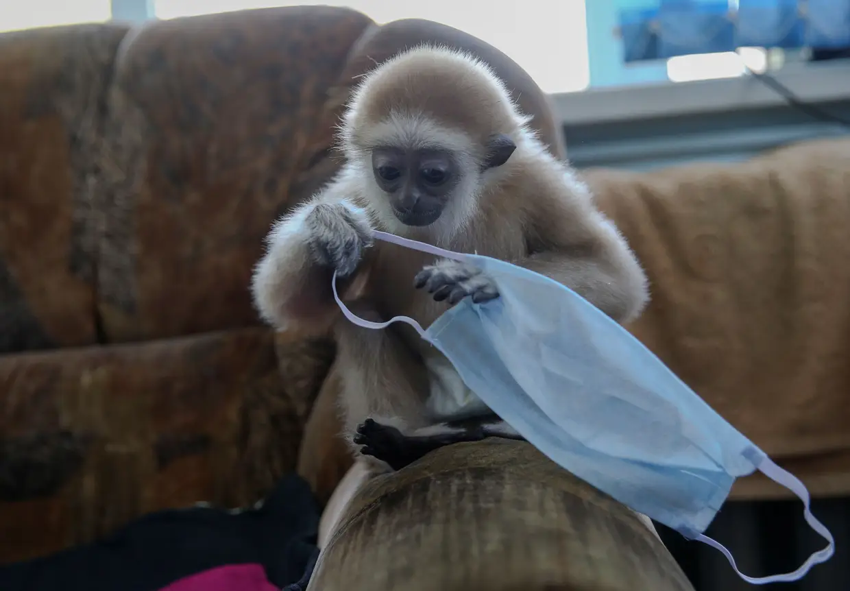 Um gibão, chamado Jim, segura a máscara de um funcionário do zoológico em Almaty, Cazaquistão