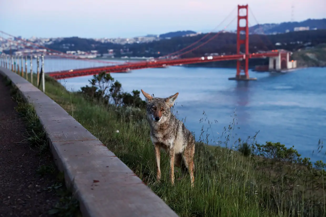 Coiote perto da Golden Gate Bridge, em São Francisco, Califórnia, EUA