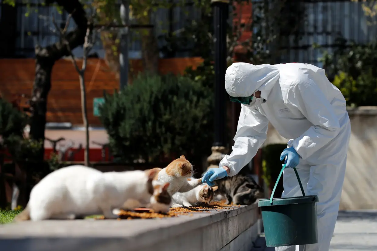 Trabalhador municipal alimenta os gatos na Praça Sultanahmet, em Istambul, Turquia
