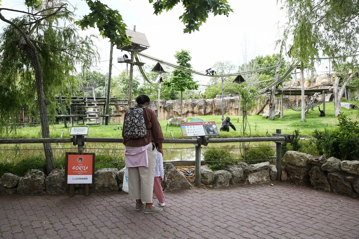 Visitantes observam animais no Jardim Zoológico de Lisboa, que abriu esta sexta-feira ao público