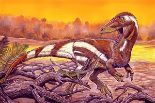 Brasil apresenta fóssil de dinossauro até agora desconhecido
