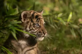 Nasceu um tigre-de-sumatra, uma das espécies mais raras do mundo