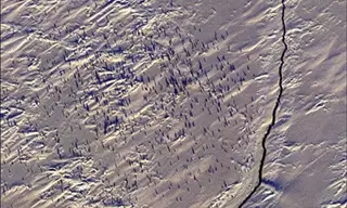 Imagens de satélite dos pinguins-imperadores