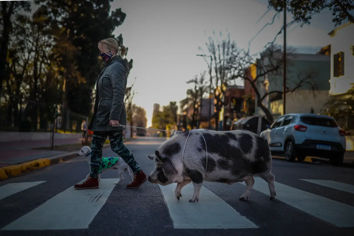 Uma argentina passeia o seu porco em miniatura nas ruas de Buenos Aires.