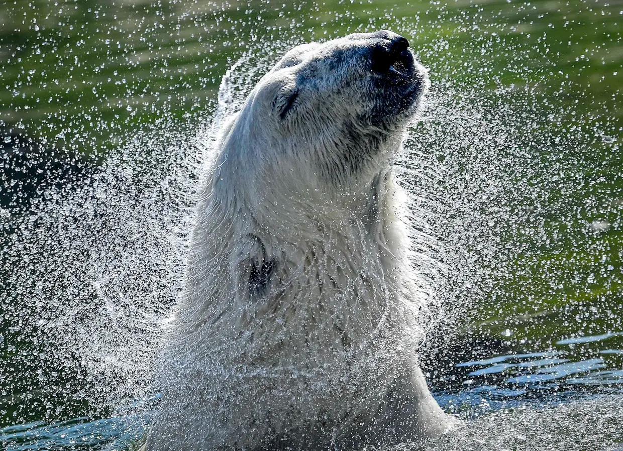 Urso polar refresca-se durante um dia quente no jardim zoológico em Gelsenkirchen, Alemanha