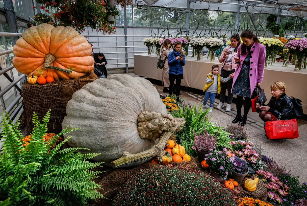 Abóboras gigantes, com mais de 400 quilos cada, em exposição no festival anual "Cores de Outono" em Moscovo, Rússia.