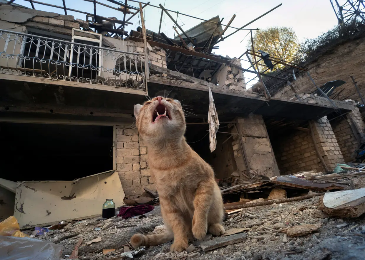 Gato no quintal de uma casa destruída por um bombardeamento do Azerbaijão durante um conflito militar em Stepanakert, na região separatista de Nagorno-Karabakh