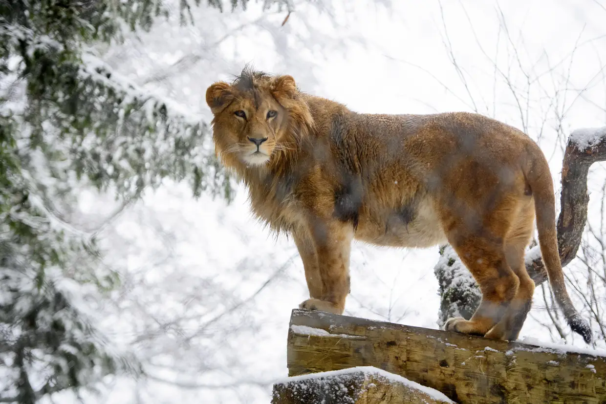 O leão de 19 meses chamado Makuti durante a primeira neve do inverno, no zoológico de Servion, em Servion, Suíça