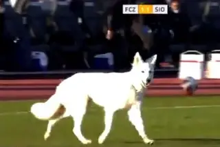 Cão invade campo de futebol durante um jogo