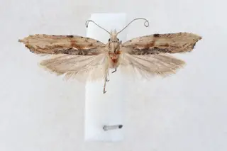 Ypsolopha milfontensis