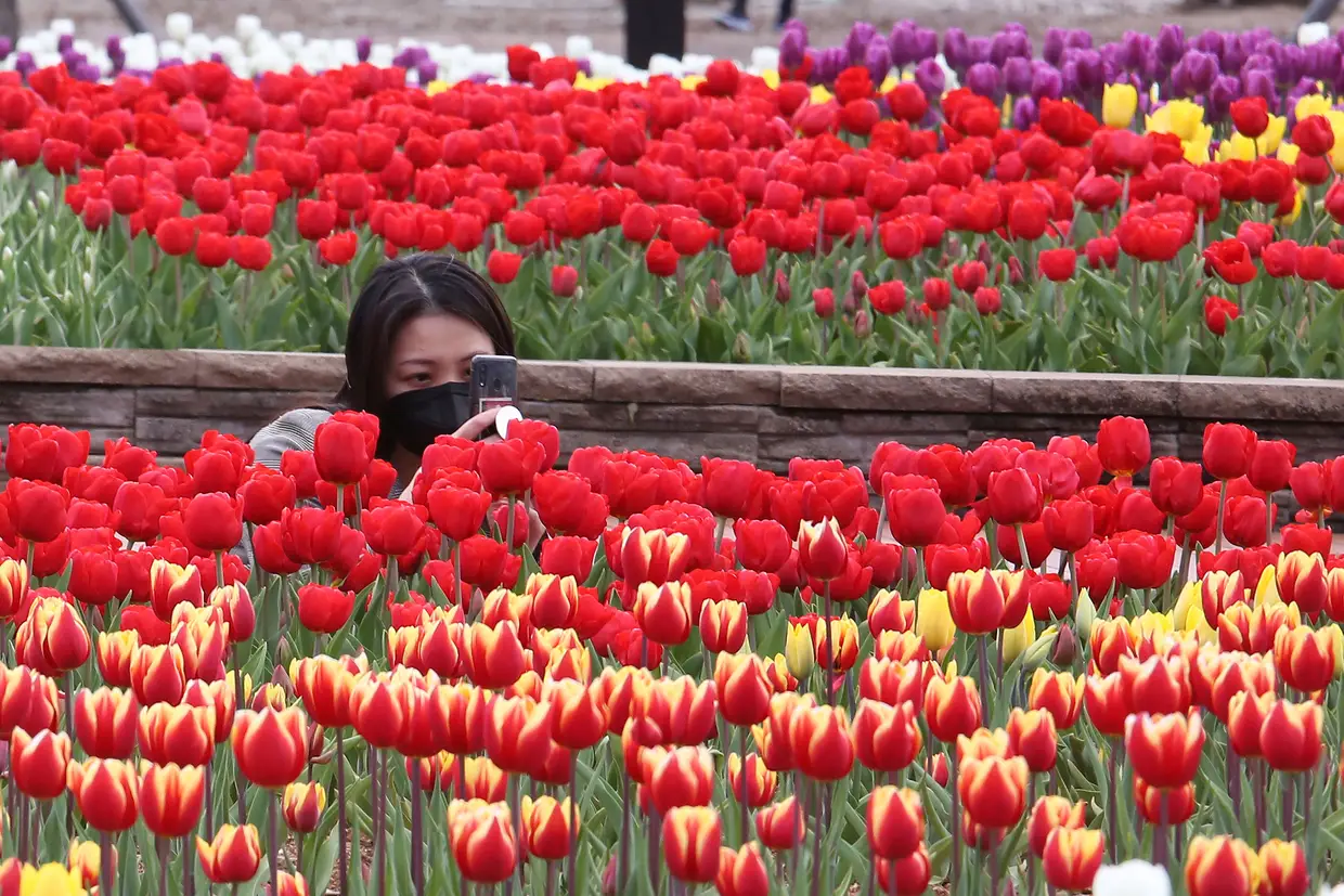 Tulipas num parque em Goyang, Coreia do Sul