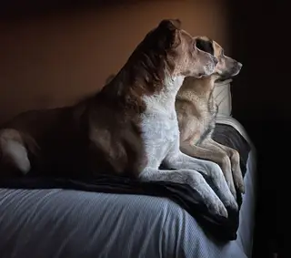 Quer dormir descansado? Não compre um cão. Tire um curso! (Lourenço Medeiros)