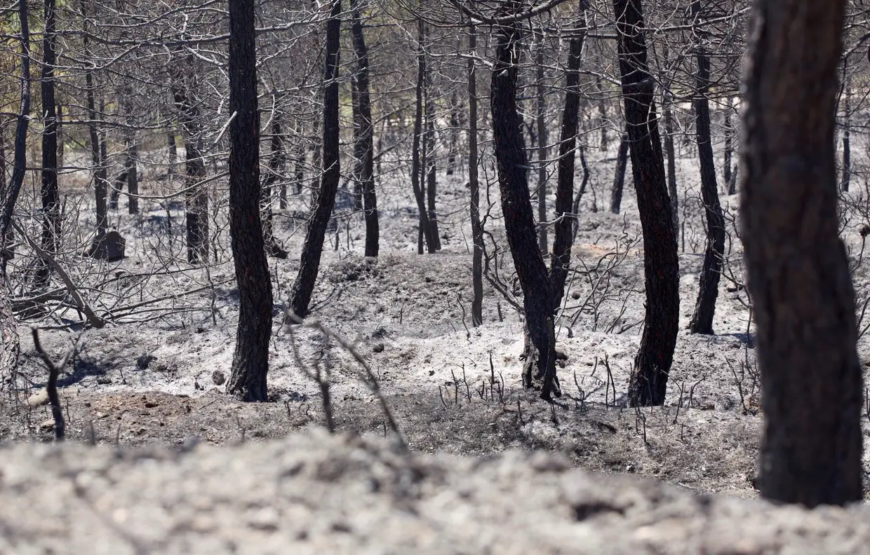 Floresta queimada após um incêndio em Monte Yerga, em Logroño, Espanha