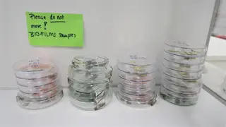 Amostras da experiência Biofilms que vão este fim de semana para a Estação Espacial na missão de reabastecimento de carga SpaceX CR23. O biofilme é o que torna os micróbios resistentes a antibióticos e desinfetantes. Se o deixarmos crescer, o biofilme pode ser difícil de limpar e pode corroer superfícies, especialmente metais. A experiência testará as propriedades antimicrobianas de superfícies como aço, cobre e latão em condições de microgravidade, como os micróbios crescem (ou não) nessas superfícies. As descobertas irão ajudar a prevenir a contaminação microbiana no espaço.