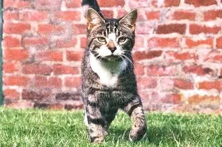 A história de Forbes, o gato que esteve desaparecido durante 10 anos