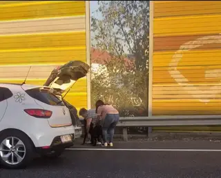 Momento do resgate de uma das cadelas perdidas.