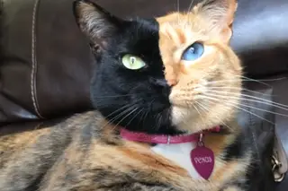 Gato com aparência “extremamente rara” conquista o TikTok