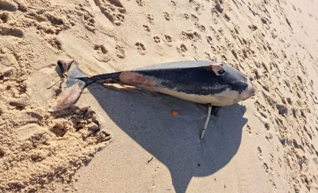 Golfinhos D O Costa Em Praias Da Zona Centro Sic Not Cias