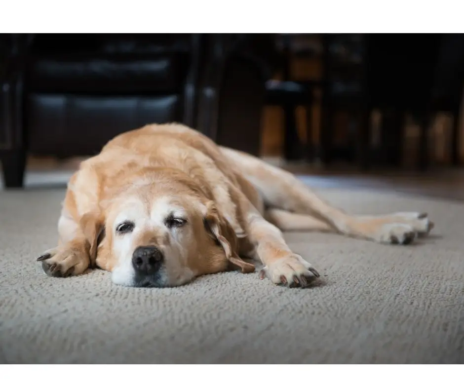 Cães mais de 10 anos têm maior risco de demência saiba quais os