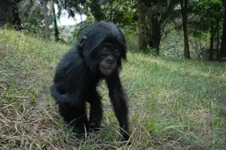 Bonobo, meu irmão!