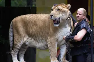 Quando se junta tigres e leões, dá asneira