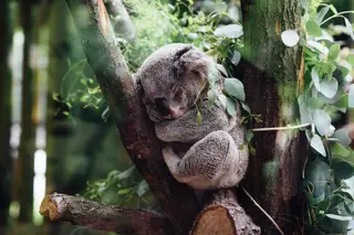 Os coalas já não têm para onde fugir