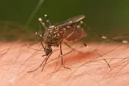 O que é que te torna mais atractivo para os mosquitos?