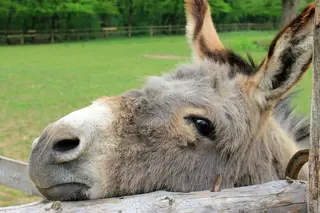 Milhões de burros mortos à marretada