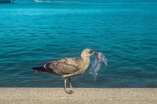 Zero tolerância: será a solução para o plástico nos oceanos?