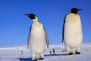 Pinguins gigantes andaram pela Terra