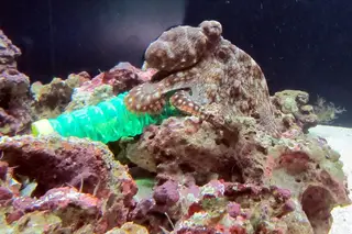 Plástico nos oceanos, corais doentes