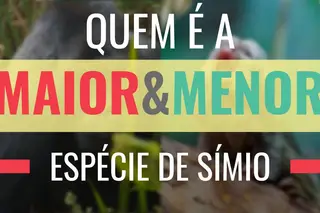 Qual é a maior e menor espécie de símio - Maior&Menor