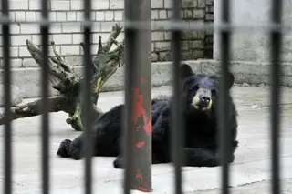 O urso não quer jogar à bola