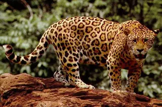 Jaguar fecha zoo