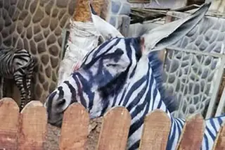 De zebra para burro